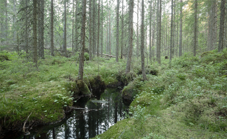 Suomalainen metsämaisema