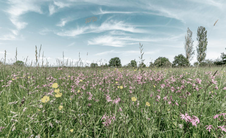 Spring meadow