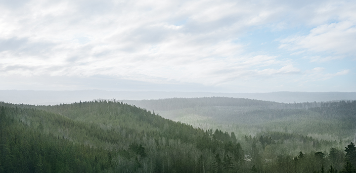 Pohjoinen metsämaisema